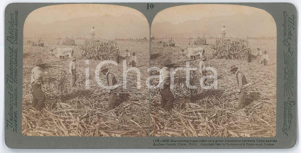 1906 PERU Harvesting sugar-cane on a great plantation between Lima and Andes Fotografia stereoscopica d'epoca, su cartoncino rigido, n&deg; 9236.EDITORE: Underwood &amp; Underwood  GOOD/buono  Formato: 18x9 cm originale e autentica 1