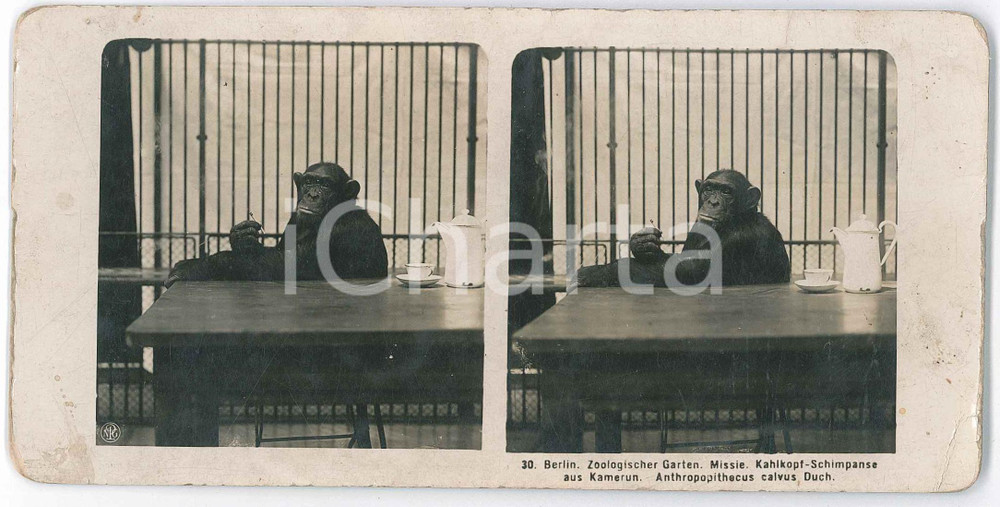 1910 ca BERLIN Zoologischer Garten. Missie. Kahlkopf-Schimpanse *Stereoview n°30 Fotografia stereoscopica d'epoca.EDITORE: NPG  POOR/danneggiato macchie marginali, lievi graffi e piegature Formato: 18x9 cm originale e autentica 1