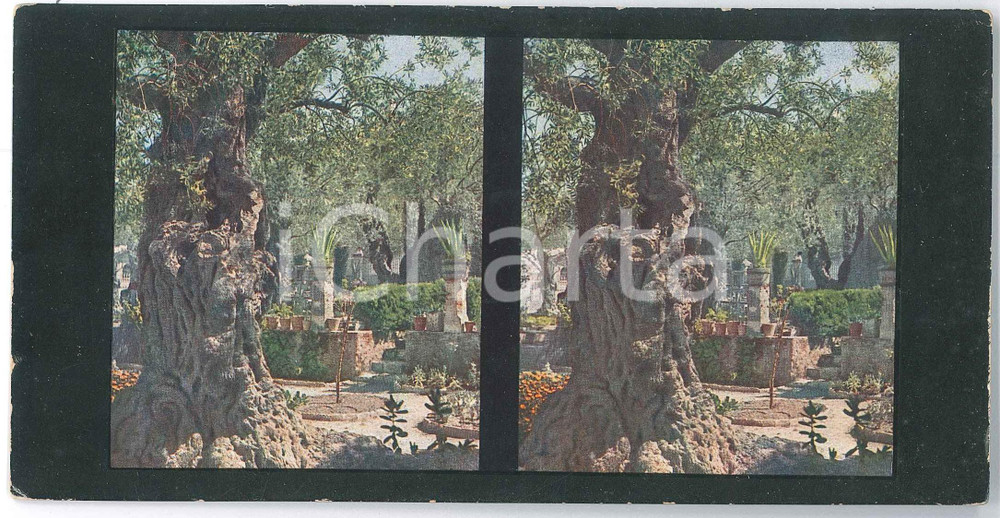 1910 ca JERUSALEM Gethsemane - Stereoview Chromoplast-Bild 162 Fotografia stereoscopica d'epoca, su cartoncino morbido.EDITORE:  Chromoplast-Bild n&deg; 171  GOOD/buono  Formato: 18x9 cm originale e autentica 1
