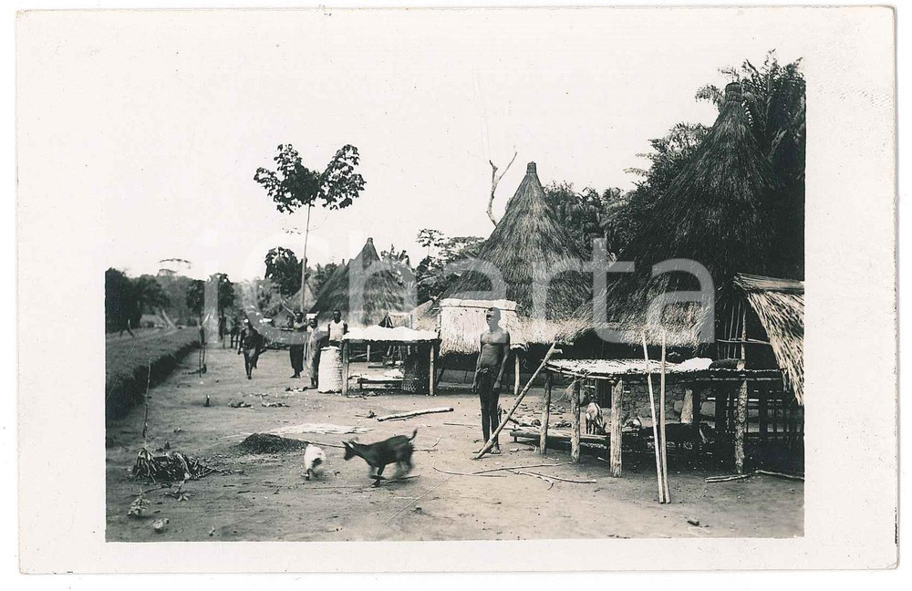 1940 ca CONGO BELGE Village indigène - Animaux libres - Photo 14x9 cm  Fotografia d'epoca, in formato cartolina postale. GOOD/buono  Formato: 14x9 cm originale e autentica 1