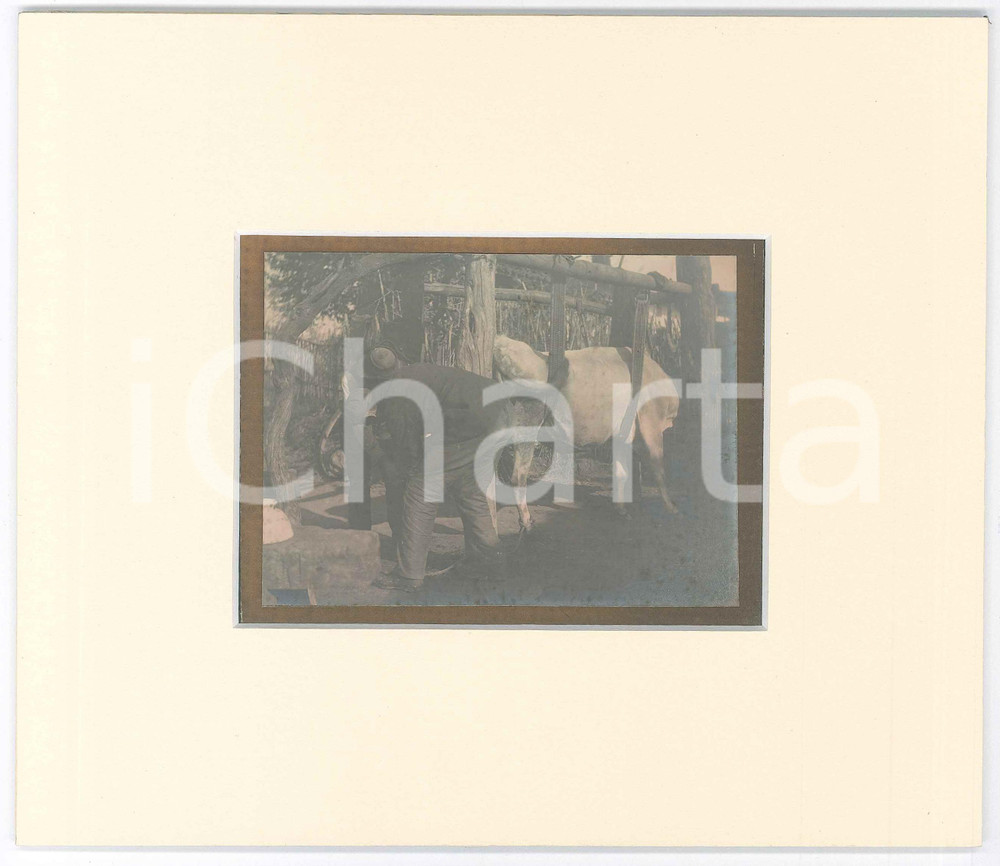 1910 ca NORD ITALIA - COSTUME - Contadini con un vitello *Foto con passepartout Fotografia d'epoca, incollata su cartoncino e incorniciata con passepartout in cartoncino pesante. FAIR/discreto lievi macchie al recto dovute alla colla impiegata Formato: 22x19 cm (cartoncino); 10,5x7,5 cm (fotografia) originale e autentica 1