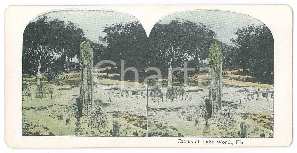 1900 ca USA FLORIDA Cactus at Lake WORTH *Chromolithograph Stereoview Fotografia stereoscopica d'epoca, in cromolitografia, su cartoncino.  GOOD/buono  Formato: 18x9 cm originale e autentica 1
