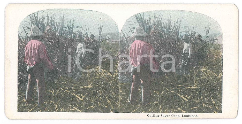 1900 ca USA LOUISIANA - AFRICAN AMERICANS - Cutting Sugar Cane - Stereoview Fotografia stereoscopica d'epoca, in cromolitografia, su cartoncino.  GOOD/buono  Formato: 18x9 cm originale e autentica 1