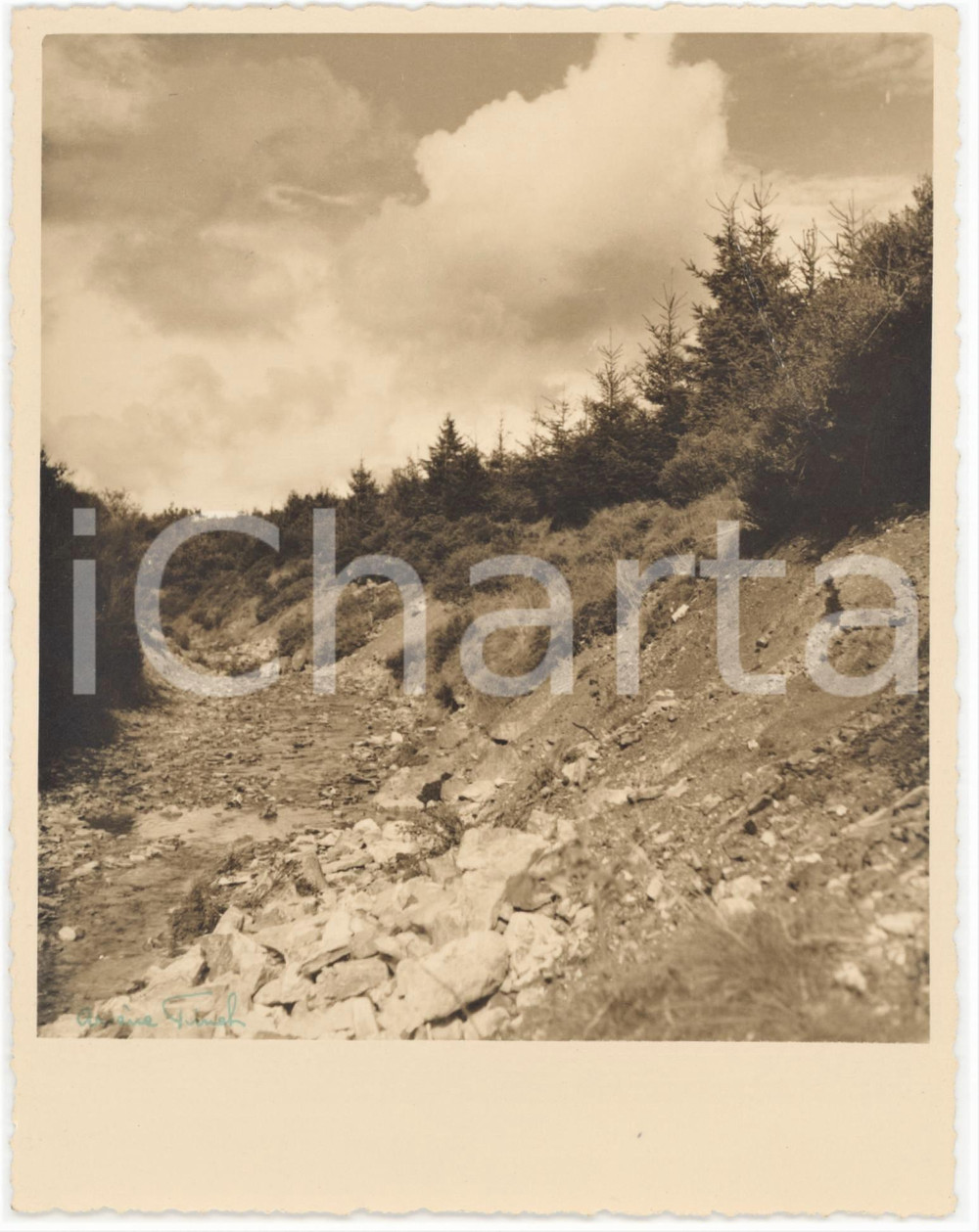 1950 ca BELGIQUE Paysage d'un bois - Photo Arsène FINCK 13x16 cm  Fotografia originale d'epoca, con firma al recto.Didascalia manoscritta al verso: " Un coin au Vann Bach" FOTOGRAFO: Ars&egrave;ne Finck - Ensival, Belgique GOOD/buono  Formato: 13x16 cm originale e autentica 1