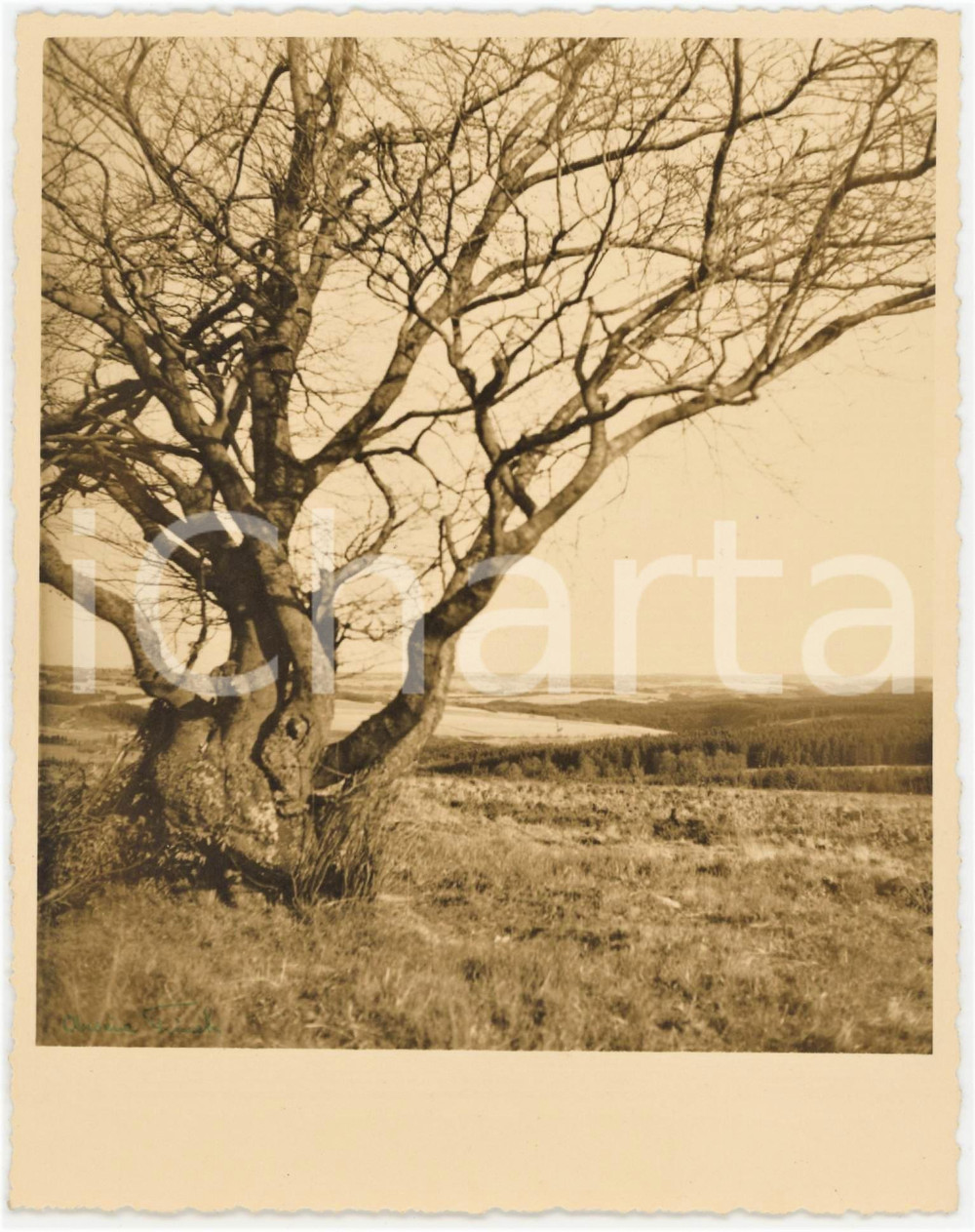 1950 ca ALLEMAGNE Environs de MONTJOIE/ MONSCHAU - Photo Arsène FINCK 13x16 cm  Fotografia originale d'epoca, con firma al recto.Didascalia manoscritta al verso. FOTOGRAFO: Ars&egrave;ne Finck - Ensival, Belgique GOOD/buono  Formato: 13x16 cm originale e autentica 1