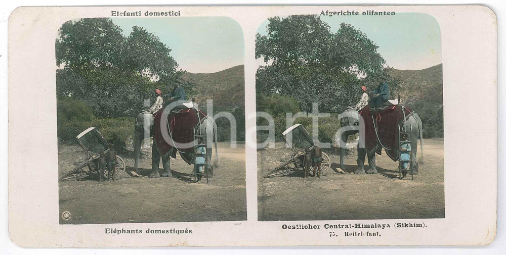 1905 ca SIKKIM - HIMALAYA Eléphants domestiqués - Stereoscopic photo n.75 Fotografia stereoscopica d'epoca.  GOOD/buono  Formato: 18x9 cm originale e autentica 1
