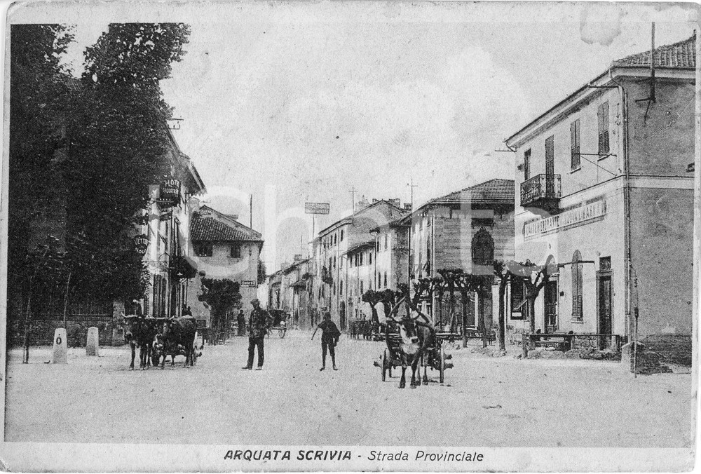 Cartolina originale da collezione 1920 ca ARQUATA SCRIVIA Tori sulla strada provinciale  Cartolina FP NV 1