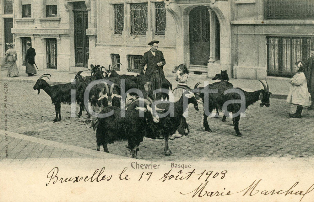 1908 BELGIQUE Chevrier - Basque - Cartolina ANIMATA FP VG  Cartolina postale d'epoca, viaggiata.CONDIZIONI:FFORMATO: FP    originale e autentica 1
