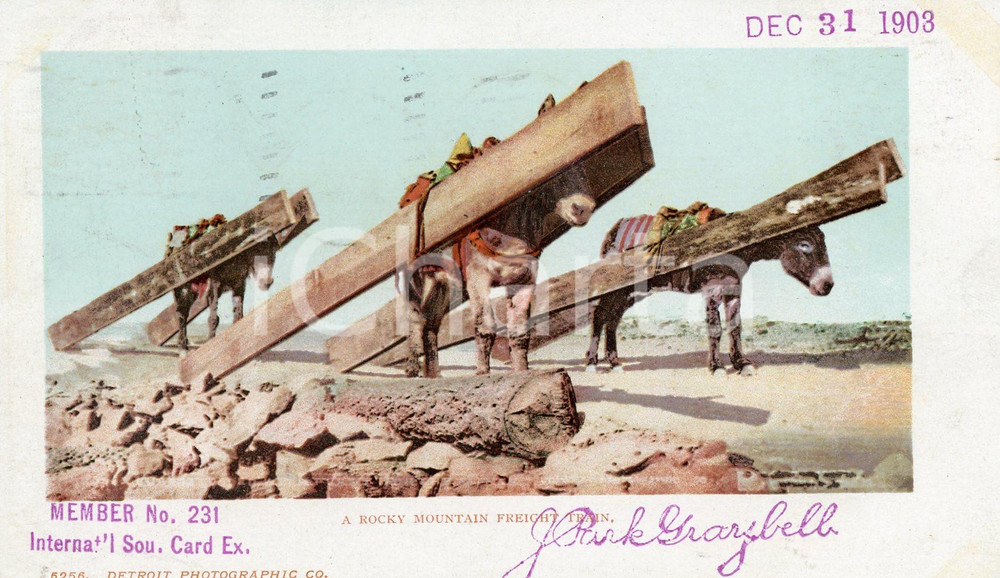1903 ROCKY MOUNTAIN Freight train - Donkeys carry wooden beams - Postcard FP VG  Cartolina postale d'epoca, viaggiata.CONDIZIONI: FFORMATO: FP    originale e autentica 1