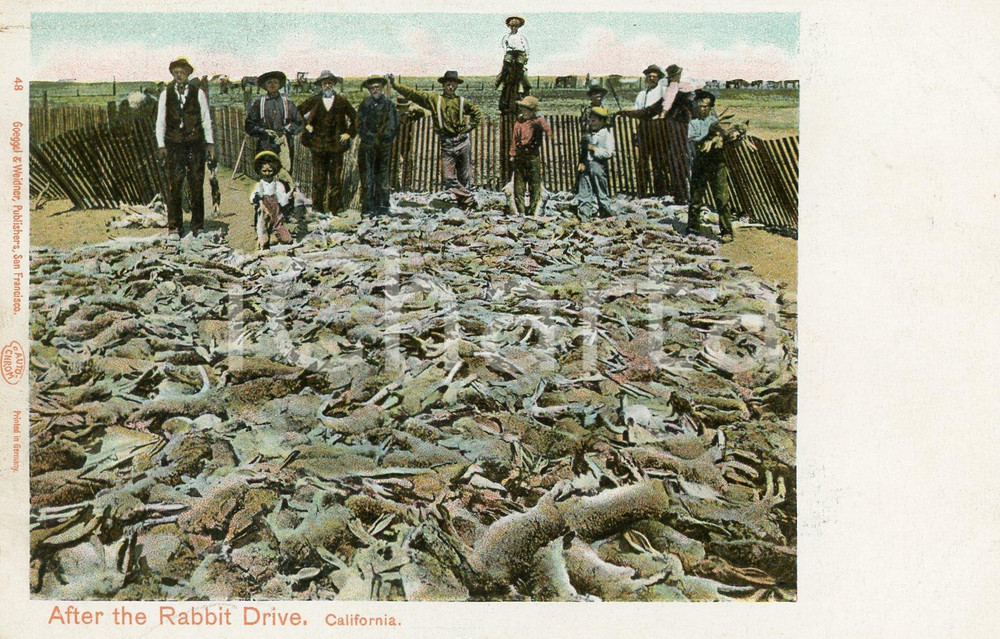 1910 ca CALIFORNIA After the rabbit drive - Postcard FP NV  Cartolina postale d'epoca, non viaggiata.CONDIZIONI: FFORMATO: FP    originale e autentica 1