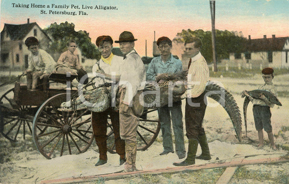 1910ca ST. PETERSBURG, FLORIDA Taking home a family pet, live alligator  Cartolina postale d'epoca, non viaggiata.CONDIZIONI: FFORMATO: FP    originale e autentica 1