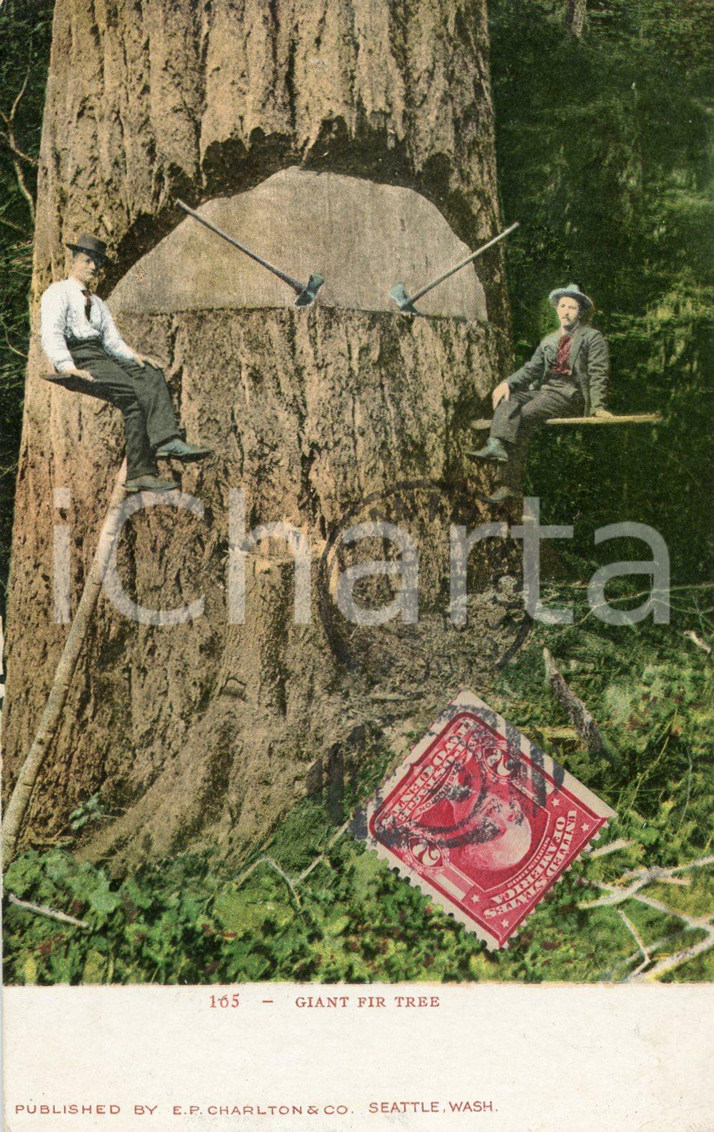 1907 USA Lumberjacks relaxing on a giant fir tree - Postcard FP VG  Cartolina postale d'epoca, viaggiata.CONDIZIONI: FFORMATO: FP    originale e autentica 1