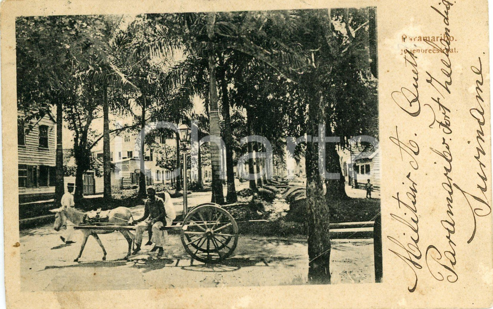 1905 ca PARAMARIBO (SURINAME) Donkey drags a cart on the road - Vintage postcard  Cartolina postale d'epoca, viaggiata.CONDIZIONI: POOR (abrasione all'angolo superiore destro)FORMATO: FP    originale e autentica 1