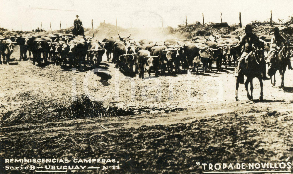 1930 URUGUAY Reminescencias camperas - Tropa de novillos *Tarjeta postal VINTAGE  Cartolina postale d'epoca, viaggiata.CONDIZIONI: GFORMATO: FP    originale e autentica 1