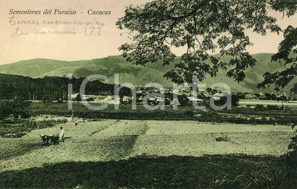 1910 ca CARACAS (VENEZUELA) Sementeras del Paraiso - Cartolina ANIMATA FP NV  Cartolina postale d'epoca, recante scritta a matita coeva al recto, non viaggiata.CONDIZIONI: GFORMATO: FP    originale e autentica 1