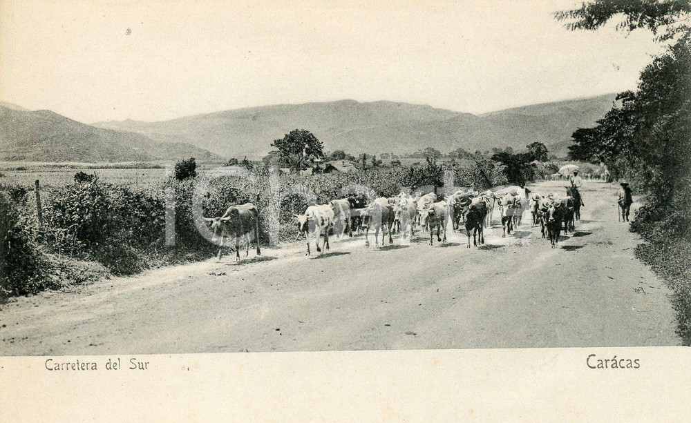 1905 ca CARACAS (VENEZUELA) Carretera del Sur -  Cartolina ANIMATA mandria FP NV  Cartolina postale d'epoca, non viaggiata.CONDIZIONI: GFORMATO: FP    originale e autentica 1
