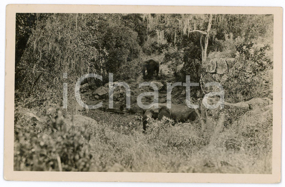 1930 ca KENYA - AFRICA Elephants near a river - Postcard by Martin JOHNSON FP NV  Cartolina postale d'epoca, non viaggiata. FAIR/discreto Lievi smussature agli angoli Formato: FP originale e autentica 1