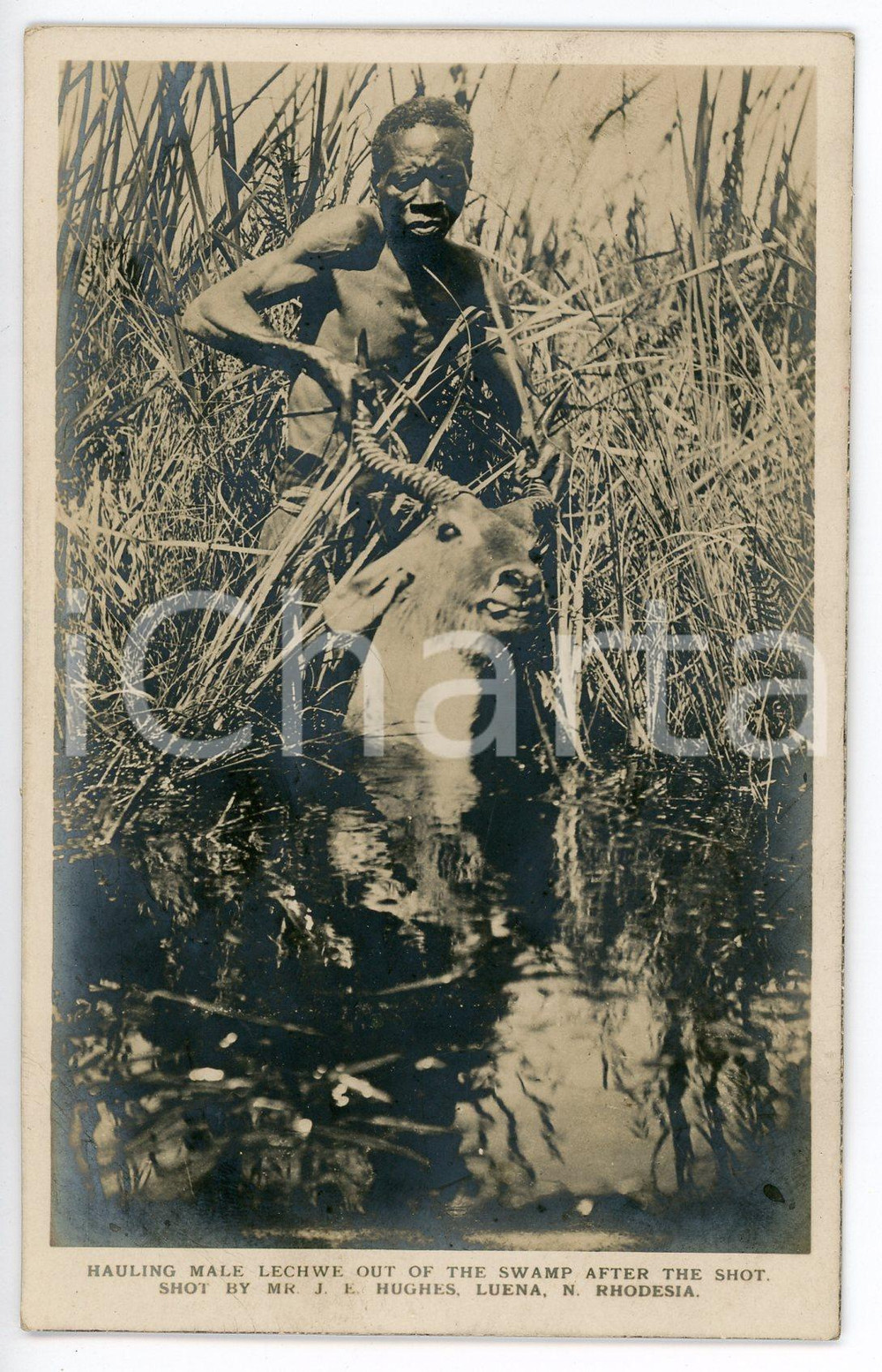 1920 ca RHODESIA HAuling male lechwe out of the swamp - Postcard by J. E. HUGHES  Cartolina postale d'epoca, non viaggiata. FAIR/discreto Lievi smussature agli angoli Formato: FP originale e autentica 1