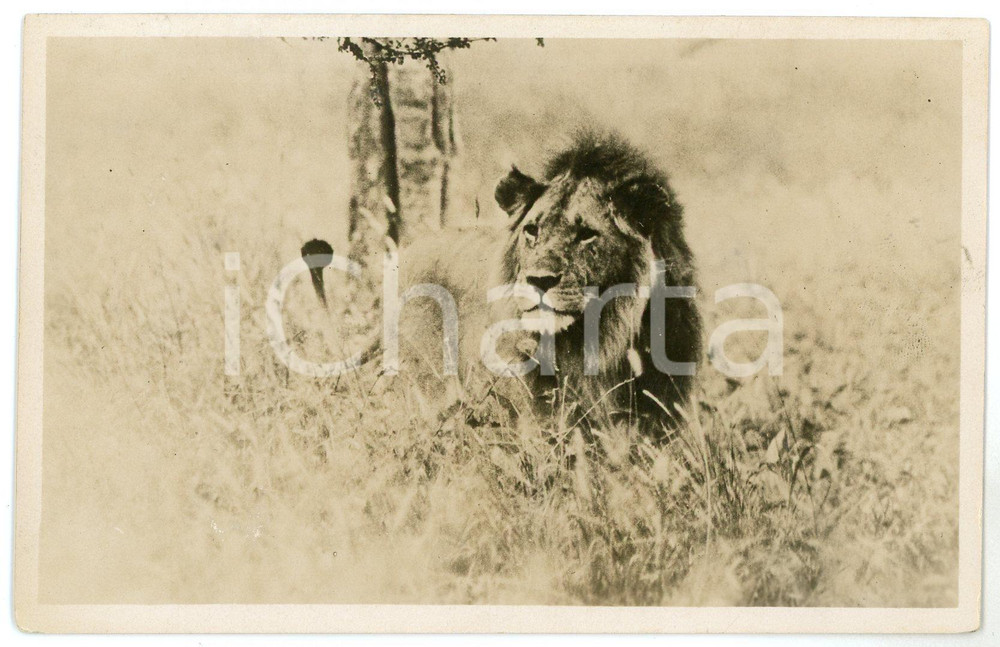 1930 ca KENYA - AFRICA Lion in the savanna - Postcard by Martin JOHNSON FP NV  Cartolina postale d'epoca, non viaggiata. FAIR/discreto Lievi smussature agli angoli Formato: FP originale e autentica 1