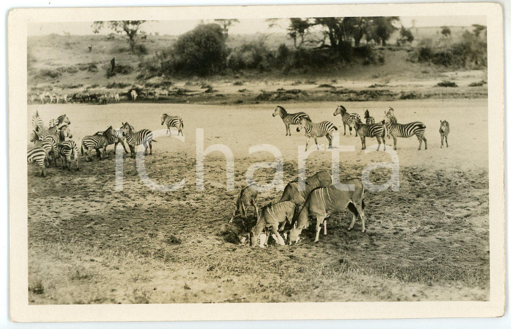 1930 ca KENYA - AFRICA Zebras and gazelles - Postcard by Martin JOHNSON FP NV  Cartolina postale d'epoca, non viaggiata. FAIR/discreto Lievi smussature agli angoli Formato: FP originale e autentica 1