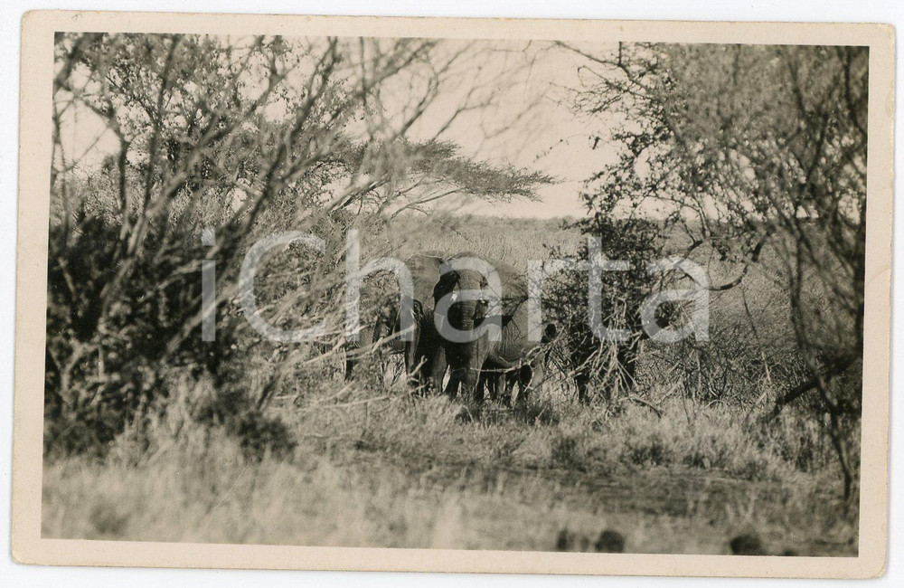 1930 ca KENYA - AFRICA Elephants in the woods - Postcard by Martin JOHNSON FP NV  Cartolina postale d'epoca, non viaggiata. FAIR/discreto Lievi smussature agli angoli Formato: FP originale e autentica 1