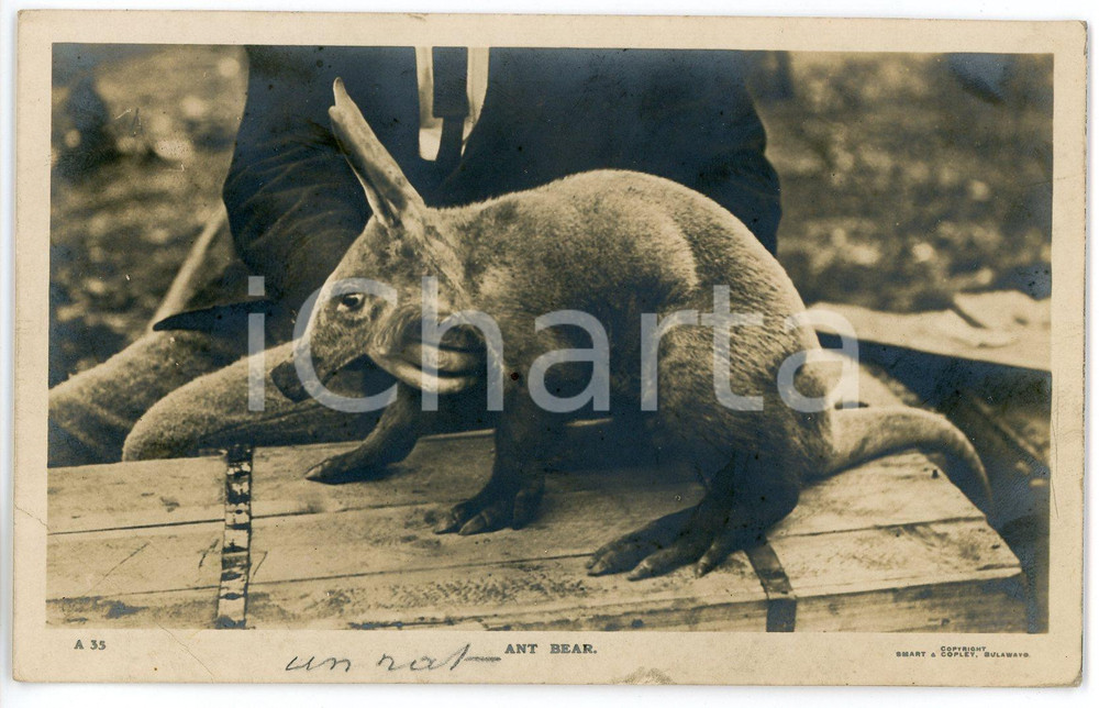 1930 ca AFRICA - WILDLIFE - Ant bear - Postcard RPPC Cartolina postale d'epoca, non viaggiata. POOR/danneggiato evidente piegatura angolare Formato: 14x9 cm originale e autentica 1