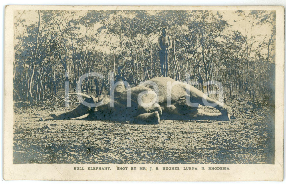 1920 ca RHODESIA Bull elephant - Postcard by J. E. HUGHES FP NV  Cartolina postale d'epoca, non viaggiata. POOR/danneggiato Lievi smussature agli angoli, piegature all'angolo inferiore sinistro Formato: FP originale e autentica 1