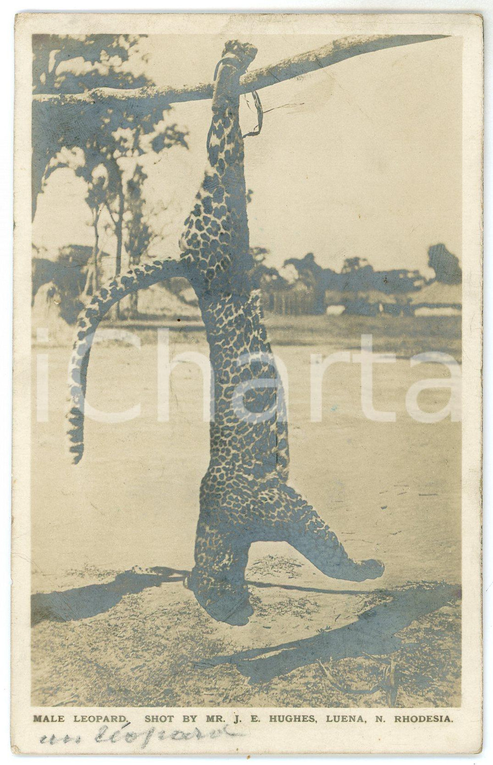 1920 ca RHODESIA Male leopard - Postcard by J. E. HUGHES FP NV  Cartolina postale d'epoca, non viaggiata. FAIR/discreto Lievi smussature agli angoli Formato: FP originale e autentica 1