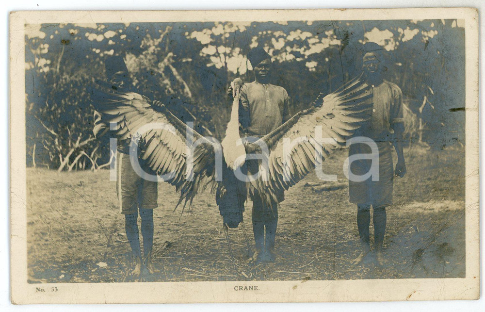 1920 ca RHODESIA - AFRICA Crane hunting - Postcard FP NV  Cartolina postale d'epoca, non viaggiata. POOR/danneggiato Lievi smussature agli angoli, profonde piegature agli angoli inferiori Formato: FP originale e autentica 1
