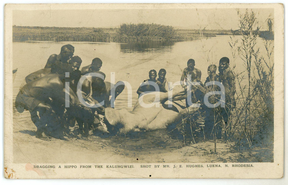 1920 ca RHODESIA Dragging a hippo from the Kalungwizi - Postcard by J. E. HUGHES  Cartolina postale d'epoca, non viaggiata. POOR/danneggiato Lievi smussature agli angoli, piegature e gualciture diffuse Formato: FP originale e autentica 1