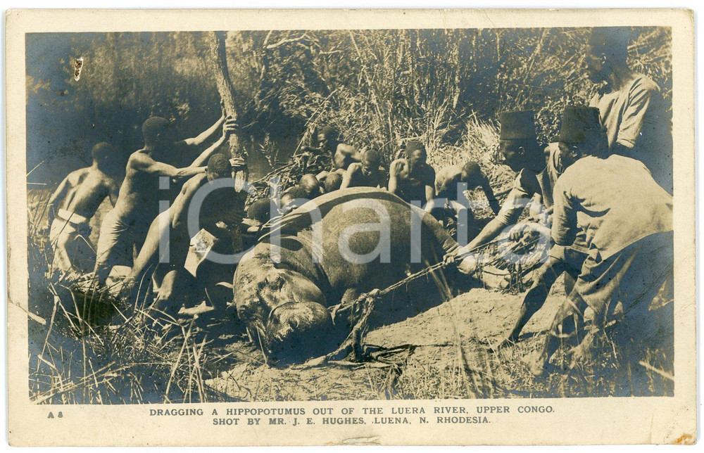 1920 ca RHODESIA Dragging a hippo out of the LUERA RIVER Postcard J. E. HUGHES  Cartolina postale d'epoca, non viaggiata. VERY POOR/gravemente danneggiato Lievi smussature e piehature agli angoli, gualciture diffuse, strappo al margine sinistro Formato: FP originale e autentica 1