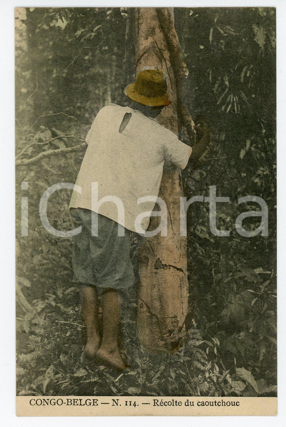 1910 ca CONGO BELGE Récolte du caoutchouc - Vintage Postcard FP NV  Cartolina postale d'epoca, non viaggiata.CONDIZIONI: FAIRFORMATO: FP    originale e autentica 1