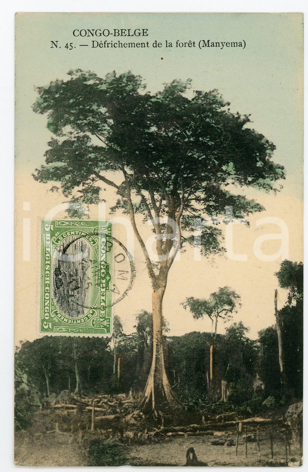 1911 CONGO BELGE Défrichement de la forêt à MANYEMA - Vintage Postcard FP VG  Cartolina postale d'epoca, viaggiata.CONDIZIONI: FAIRFORMATO: FP    originale e autentica 1
