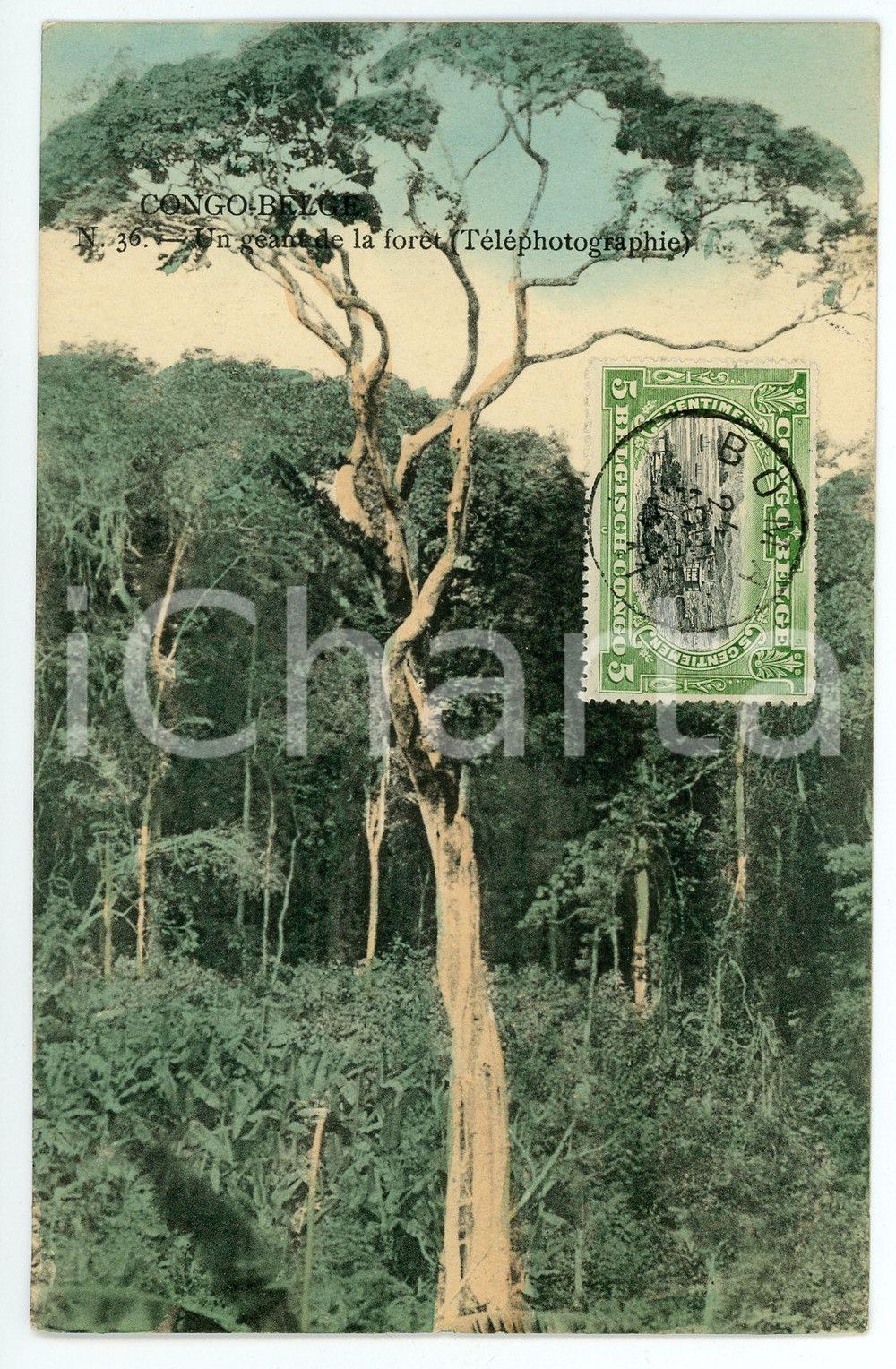 1911 CONGO BELGE Un geant de la forêt - Vintage Postcard FP VG  Cartolina postale d'epoca, viaggiata.CONDIZIONI: FAIRFORMATO: FP    originale e autentica 1