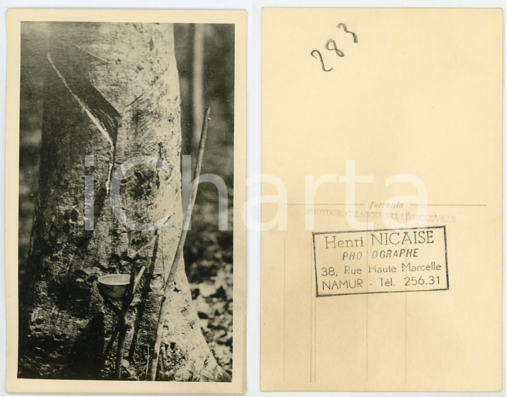 1930 ca C. ZAGOURSKI «L'Afrique qui disparaît» Exploitation du caoutchouc n°55  Fotocartolina postale d'epoca, appartenente alla 2^ serie &laquo;L'Afrique qui dispara&icirc;t&raquo; del fotografo Casimir Zagourski (L&eacute;opoldville).N&deg; 55, non viaggiata.Al verso timbro: "Henri Nicaise Photographe - Namur"CONDIZIONI: GFORMATO: 9x14 cm     originale e autentica 1