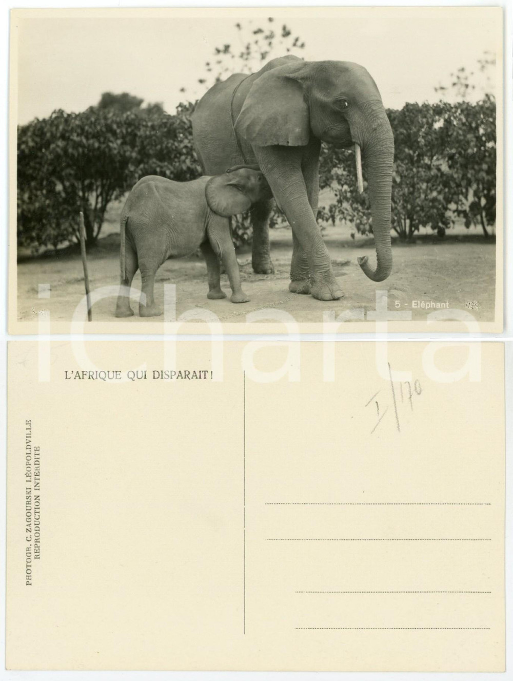1930 C. ZAGOURSKI L'Afrique qui disparaÃ®t CONGO BELGE ElÃ©phant et bÃ©bÃ© Ã©lÃ©phant  Fotocartolina postale d'epoca, appartenente alla 2a serie &laquo;L'Afrique qui dispara&icirc;t&raquo; del fotografo Casimir Zagourski (L&eacute;opoldville)., non viaggiata.CONDIZIONI: GFORMATO: 14x9 cm    originale e autentica 1