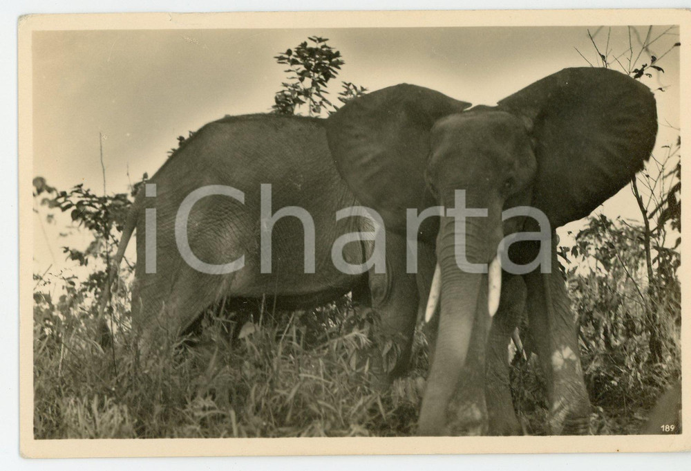 1930 ca ZAGOURSKI «L'Afrique qui disparaît» CONGO BELGE - Eléphant *Postcard  Fotocartolina postale d'epoca, appartenente alla 2a serie &laquo;L'Afrique qui dispara&icirc;t&raquo; del fotografo Casimir Zagourski (L&eacute;opoldville).N&deg; 182, non viaggiata.CONDIZIONI: FAIR (piccolo strappo al margine superiore, lieve piegatura all'angolo inferiore destro)FORMATO: 14x9 cm     originale e autentica 1