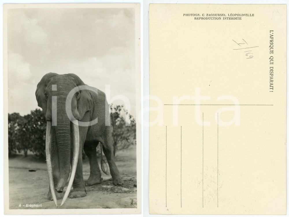 Cartolina originale da collezione 1930 C. ZAGOURSKI Â«L Afrique qui disparaÃ®tÂ» CONGO BELGE ElÃ©phant  Postcard 1 1