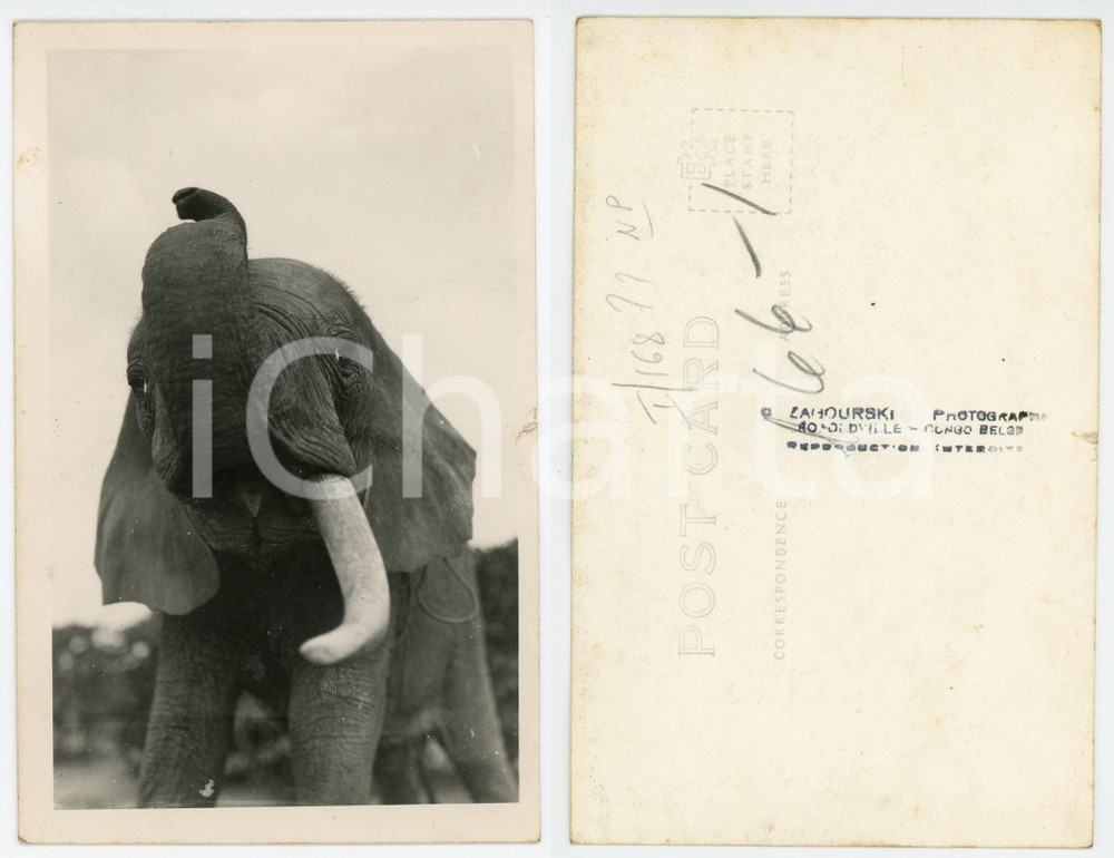 1930 C. ZAGOURSKI «L'Afrique qui disparaît» CONGO BELGE Jeune Eléphant Postcard  Fotocartolina postale d'epoca, appartenente alla 2^serie &laquo;L'Afrique qui dispara&icirc;t&raquo; del fotografo Casimir Zagourski (L&eacute;opoldville)., non viaggiata.CONDIZIONI: FAIR (strappo al margine destro)FORMATO: 14x9 cm    originale e autentica 1
