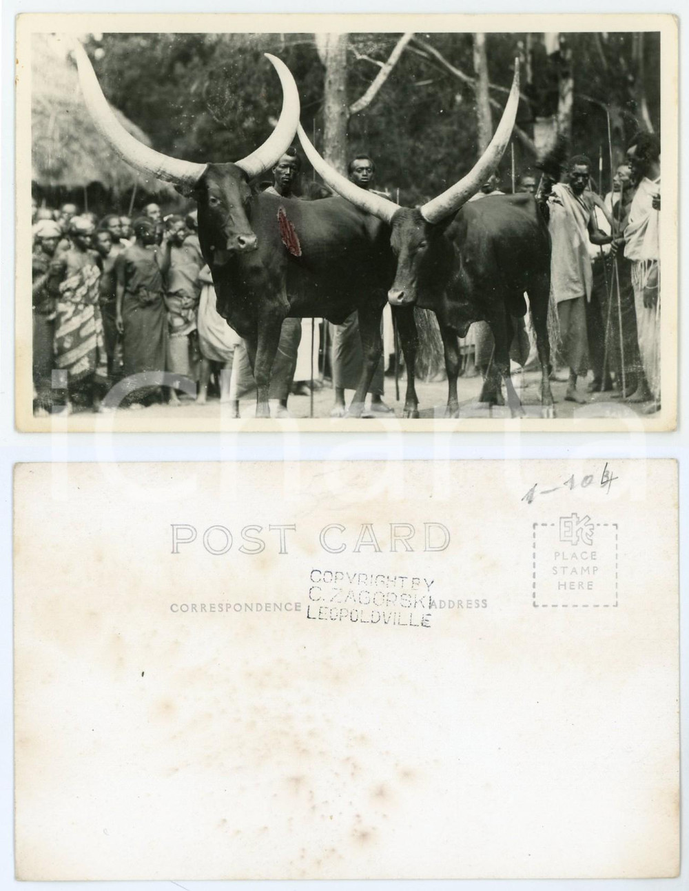 1930 ca C. ZAGOURSKI «L'Afrique qui disparaît» RUANDA Bétail sacré *Postcard 103  Fotocartolina postale d'epoca, appartenente alla serie &laquo;L'Afrique qui dispara&icirc;t&raquo; del fotografo Casimir Zagourski (L&eacute;opoldville).Non viaggiata.CONDIZIONI: POOR (bassa qualit&agrave; di stampa)FORMATO: 14x9 cm    originale e autentica 1
