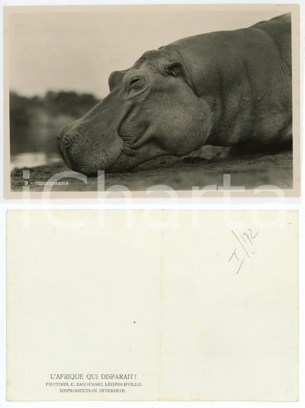 1930 ca C. ZAGOURSKI «L'Afrique qui disparaît» Hippopotame RPPC Postcard 170  Fotocartolina postale d'epoca, appartenente alla serie &laquo;L'Afrique qui dispara&icirc;t&raquo; del fotografo Casimir Zagourski (L&eacute;opoldville).N&deg; 170, non viaggiata.CONDIZIONI: G FORMATO: 14x9 cm    originale e autentica 1