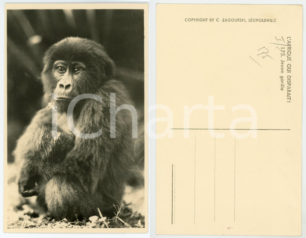 1930 ca C. ZAGOURSKI «L'Afrique qui disparaît» Jeune gorille - Postcard n°173  Fotocartolina postale d'epoca, appartenente alla serie &laquo;L'Afrique qui dispara&icirc;t&raquo; del fotografo Casimir Zagourski (L&eacute;opoldville).N&deg; 173, non viaggiata.CONDIZIONI: FAIR (lieve piegatura al margine inferiore)FORMATO: 9x14 cm     originale e autentica 1