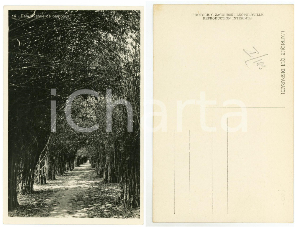 1930 ca C. ZAGOURSKI «L'Afrique qui disparaît» EALA Avenue des Bambous ^Postcard  Fotocartolina postale d'epoca, appartenente alla serie &laquo;L'Afrique qui dispara&icirc;t&raquo; del fotografo Casimir Zagourski (L&eacute;opoldville).N&deg; 181, non viaggiata.CONDIZIONI: G FORMATO: 9x14 cm     originale e autentica 1