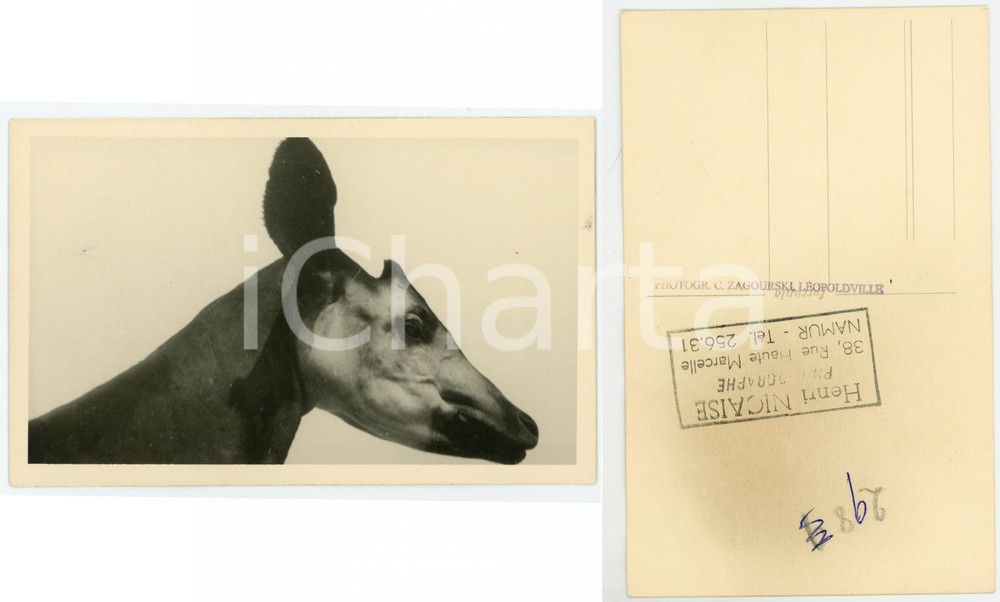 1930 ca C. ZAGOURSKI «L'Afrique qui disparaît» CONGO BELGE Okapi *Postcard  Fotocartolina postale d'epoca, appartenente alla 2a serie &laquo;L'Afrique qui dispara&icirc;t&raquo; del fotografo Casimir Zagourski (L&eacute;opoldville).N&deg; 178, non viaggiata.CONDIZIONI: FAIR (lieve alone al verso)FORMATO: 14x9 cm    originale e autentica 1
