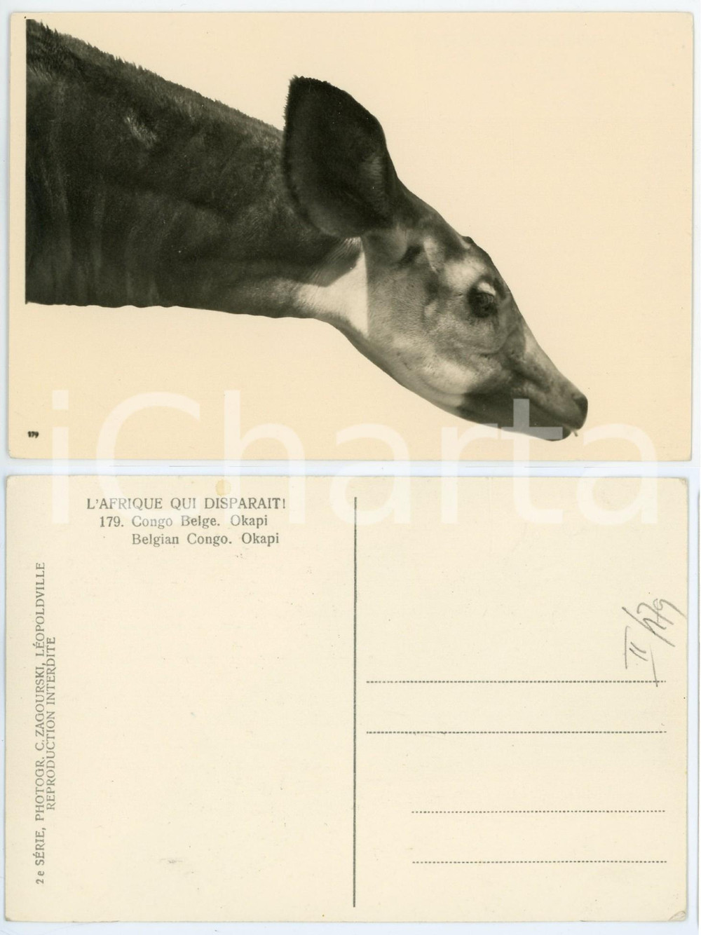 1930 ca C. ZAGOURSKI «L'Afrique qui disparaît» CONGO BELGE - Okapi *Postcard  Fotocartolina postale d'epoca, appartenente alla 2a serie «L'Afrique qui disparaît» del fotografo Casimir Zagourski (Léopoldville).N° 179, non viaggiata. GOOD/buono  Formato: 14x9 cm originale e autentica 1