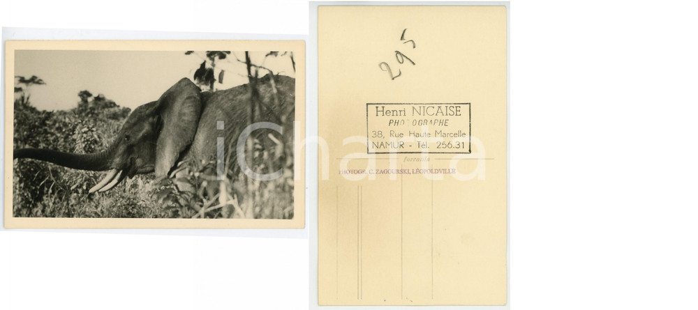 1930 C. ZAGOURSKI «L'Afrique qui disparaît» CONGO BELGE Eléphant - Postcard 183  Fotocartolina postale d'epoca, appartenente alla 2a serie &laquo;L'Afrique qui dispara&icirc;t&raquo; del fotografo Casimir Zagourski (L&eacute;opoldville).N&deg; 183, non viaggiata.CONDIZIONI: POOR (piegatura verticale al margine sinistro)FORMATO: 14x9 cm    originale e autentica 1