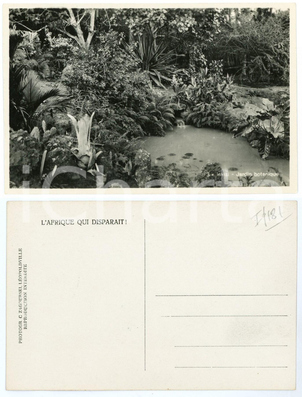 1930 ca C. ZAGOURSKI «L'Afrique qui disparaît» Jardin botanique d'INKISI n.179  Fotocartolina postale d'epoca, appartenente alla serie «L'Afrique qui disparaît» del fotografo Casimir Zagourski (Léopoldville).N° 179, non viaggiata.  GOOD/buono  FORMATO: 14x9 cm originale e autentica 1