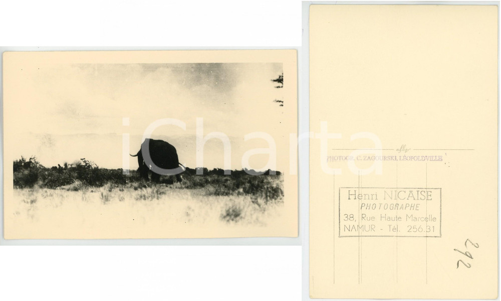 1930 C. ZAGOURSKI «L'Afrique qui disparaît» CONGO BELGE - Eléphant n°181  Fotocartolina postale d'epoca, appartenente alla 2^serie &laquo;L'Afrique qui dispara&icirc;t&raquo; del fotografo Casimir Zagourski (L&eacute;opoldville).N&deg;181, non viaggiata.CONDIZIONI: FAIR (bassa qualit&agrave; di stampa)FORMATO: 14x9 cm    originale e autentica 1