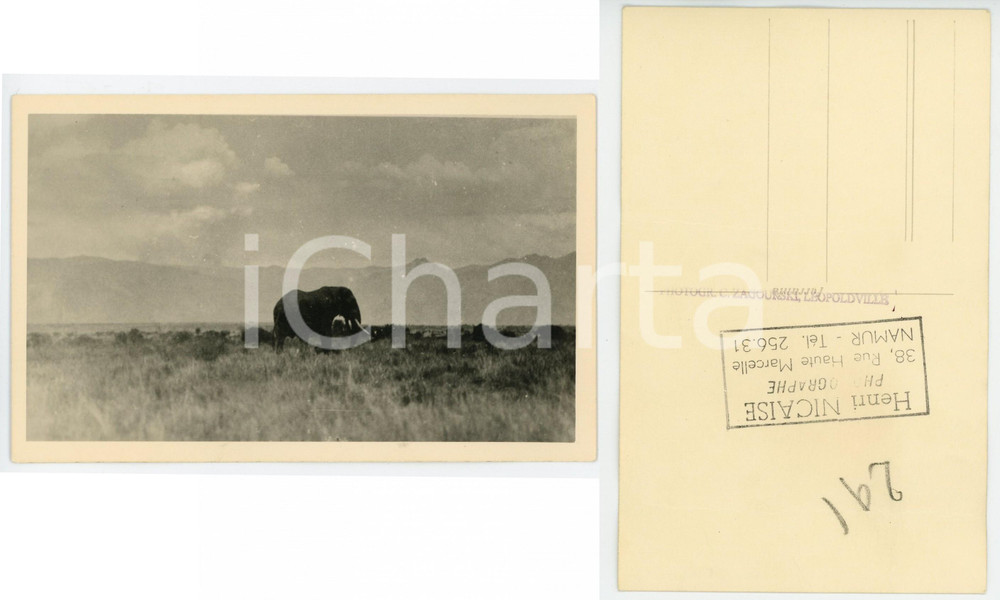 1930 ZAGOURSKI «L'Afrique qui disparaît» CONGO BELGE - Eléphant *n.180  Fotocartolina postale d'epoca, appartenente alla 2^serie &laquo;L'Afrique qui dispara&icirc;t&raquo; del fotografo Casimir Zagourski (L&eacute;opoldville).N&deg;180, non viaggiata.CONDIZIONI: POOR (due profonde piegature verticali)FORMATO: 14x9 cm    originale e autentica 1