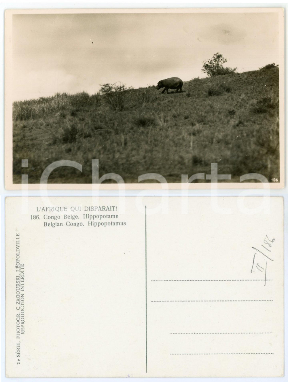 1930 C. ZAGOURSKI «L'Afrique qui disparaît» CONGO BELGE Hippopotame n°186  Fotocartolina postale d'epoca, appartenente alla 2^serie &laquo;L'Afrique qui dispara&icirc;t&raquo; del fotografo Casimir Zagourski (L&eacute;opoldville).N&deg;186, non viaggiata.CONDIZIONI: GFORMATO: 14x9 cm    originale e autentica 1